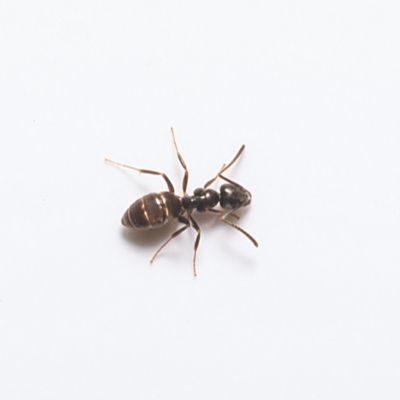 Odorous Ant Extermination From Anderson Pest Control