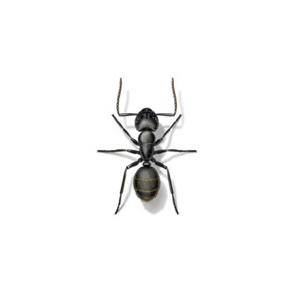 Odorous House Ant Identification & Behavior | Anderson ...