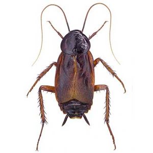 Oriental cockroach identification in Illinois and Indiana - Andesron Pest Solutions