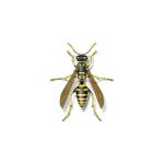Paper Wasp Extermination From Anderson Pest Solutions Pest Control