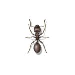 Pavement Ant Extermination From Anderson Pest Control