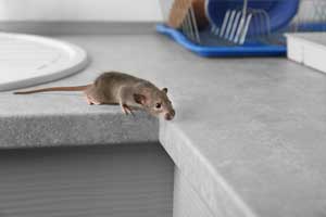 When to call a rodent exterminator - Anderson Pest Solutions - Rat and Mice Exterminators serving Indiana, Illinois, and the greater Chicago area