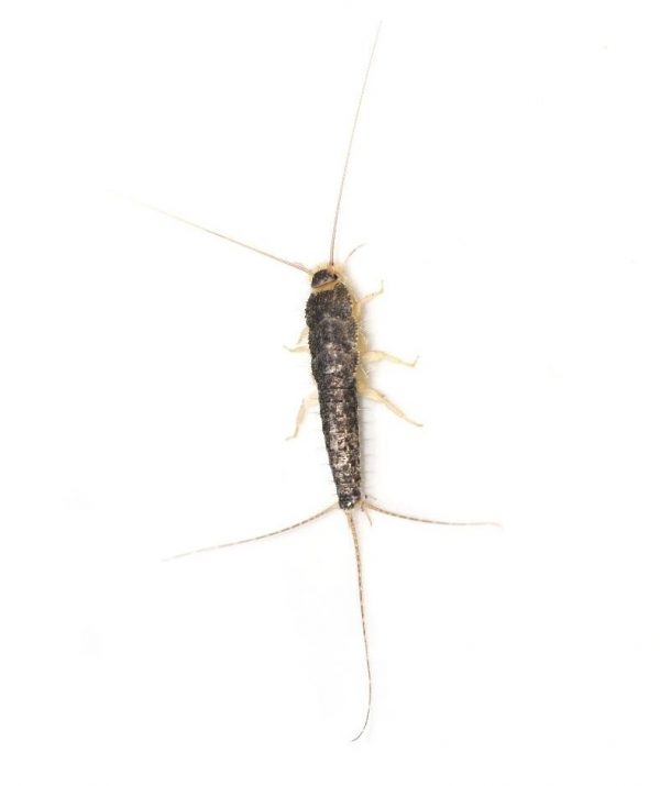Silverfish Identification | Habits | Behavior