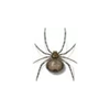 Spider Exterminator - Anderson Pest Solutions in Illinois and Indiana