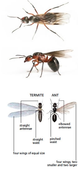 How to tell the difference between a termite and an ant by Anderson Pest Solutions - Expert termite exterminators serving Indiana, Illinois and the greater Chicago area