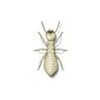 Termite Exterminator - Anderson Pest Solutions in Illinois and Indiana