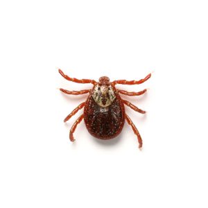 Tick Extermination From Anderson Pest Control