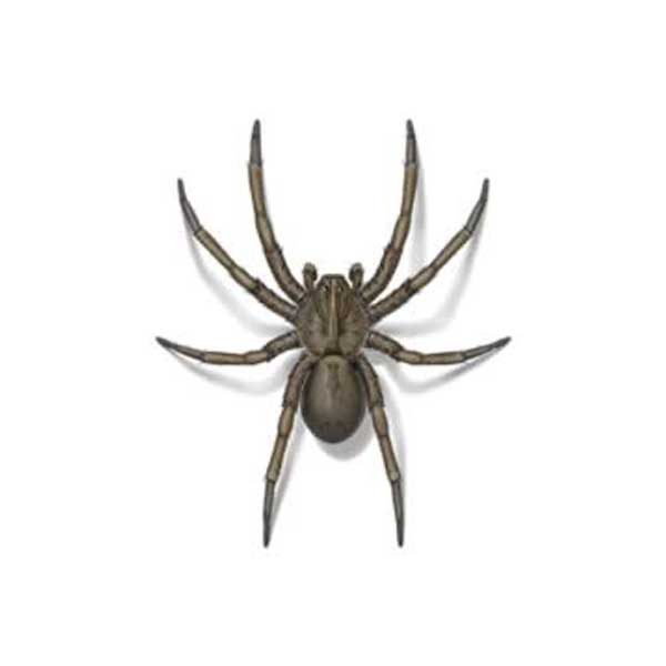 Wolf Spider Identification, Habits & Behavior | Anderson Pest Solutions