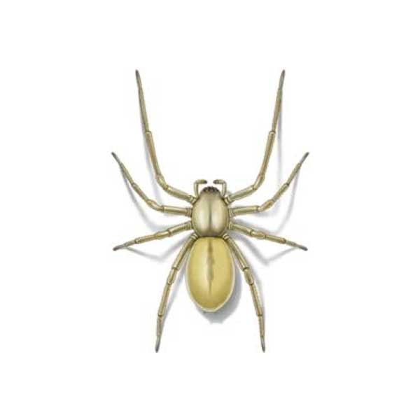 Brown recluse, yellow sac, and black widow spiders all live in Kansas