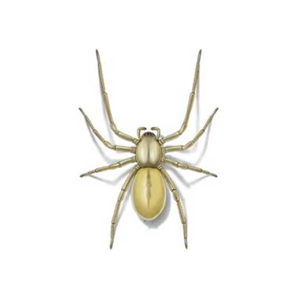 Common House Spiders in Southern California - Facility Pest Control