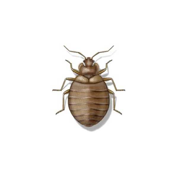 Bed Bug Extermination From Anderson Pest Control