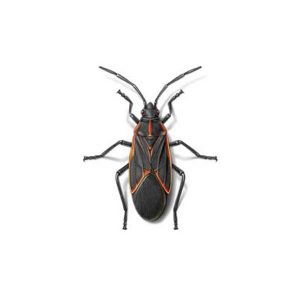 Box Elder Bug Extermination From Anderson Pest Control