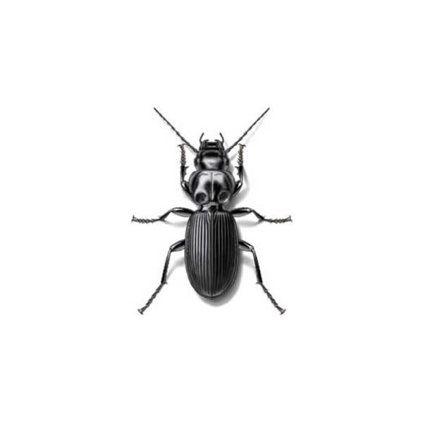 Ground Beetle Extermination from Anderson Pest Solutions