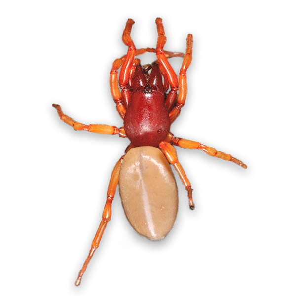 orange spider identification