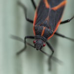 Boxelder bug on side of home in Illinois or Indiana - Anderson Pest Solutions