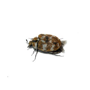 Carpet beetle prevention and control in Illinois & Indiana - Anderson Pest Solutions