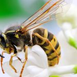 Learn how to prevent aggressive yellow jackets in the fall in Illinois - Anderson Pest Solutions