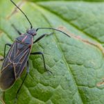 Learn how to protect your home in Illinois and Indiana from fall pests - Anderson Pest Solutions