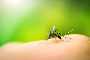 Learn about Chikungunya and West Nile Virus in IL and IN - Anderson Pest Solutions