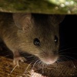 How to prevent rats and mice in your Chicago IL and Lake County IN home - Anderson Pest Solutions