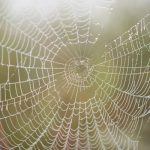 How to spider-proof your home in Chicago IL and Lake County IN this fall - Anderson Pest Solutions