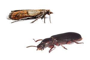 Indianmeal moth and confused flour beetle prevention in Chicago IL - Anderson Pest Solutions