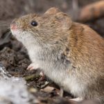 Rodent in the snow is one of the many types of pests that infest Chicago IL and Elmhurst IL homes - Anderson Pest Solutions
