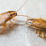 German cockroaches are one of the most common roach infestations in the Chicago IL area - Anderson Pest Solutions provides 10 German cockroach facts.