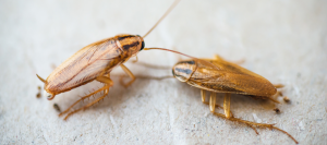 German cockroaches are one of the most common roach infestations in the Chicago IL area - Anderson Pest Solutions provides 10 German cockroach facts.