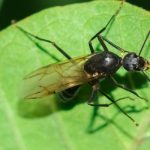 Carpenter ants are often mistaken for termites in the Chicago IL area. Learn more from Anderson Pest Solutions!