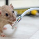 One of the many dangers of rodents is when rats chew through electrical wires. The rodent exterminators at Anderson Pest Solutions can help protect your Chicago IL home!