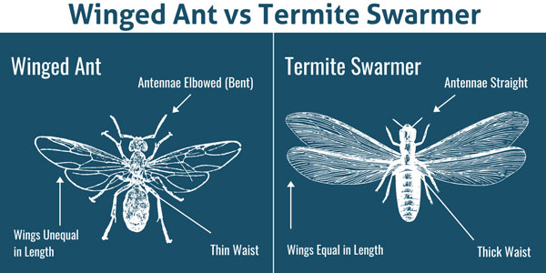 Winged ants vs. termites in Chicago IL - Learn more from Anderson Pest Solutions