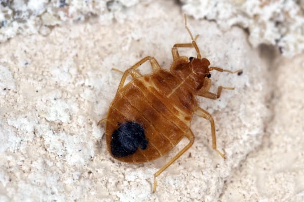bed bug infestations or carpet beetles in Chicago IL and St Louis MO