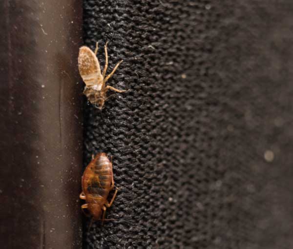 How Do Bed Bugs Spread in Illinois and Indiana