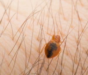 things to know about bed bug bites from Andersonn Pest Solutions in Illinois and Indiana metros and surrounding areas