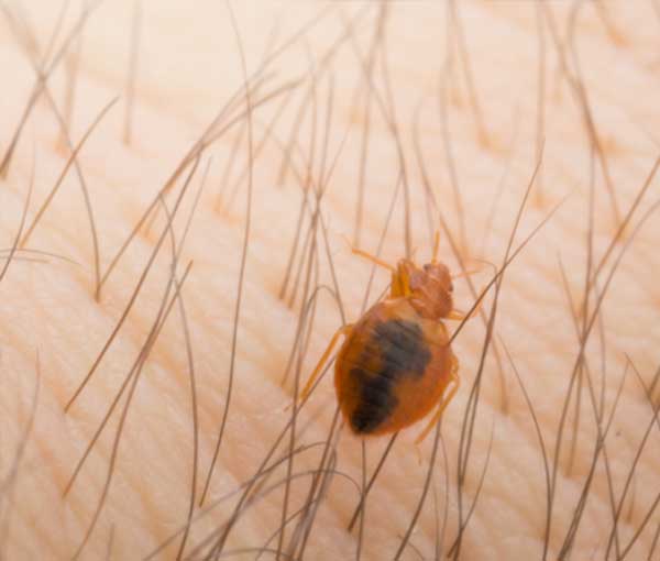 Do Bed Bugs Bite in Illinois and Indiana