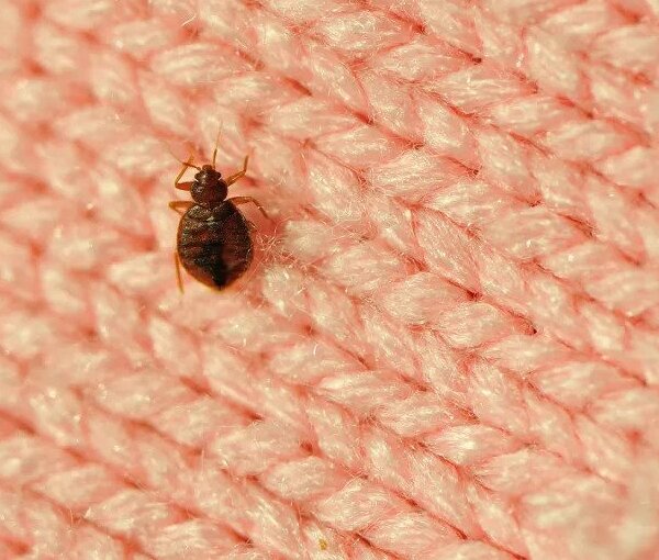 What Do Bed Bugs Look Like in Illinois and Indiana