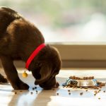 Pick up pet food to prevent ants in your Illinois or Indiana home - Anderson Pest Solutions