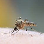 Mosquitoes do not spread or transmit coronavirus. Anderson Pest Solutions in Illinois and Indiana.
