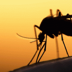 How to prevent mosquitoes in your Chicago IL property this summer - Anderson Pest Solutions
