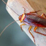 Cockroaches may be triggering your springtime allergies in Chicago IL - Anderson Pest Solutions