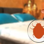 Common bed bug myths in Chicago IL - Anderson Pest Solutions