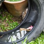Old tires collecting water can attract mosquitoes to your property in the midwest - Anderson Pest Solutions