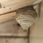 Wasp nest identification information in Chicago IL - Anderson Pest Solutions