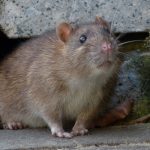 Rodents do not transmit COVID-19. Anderson Pest Solutions in Chicago IL