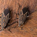 Boxelder bugs are a common fall pest in Chicago IL - Anderson Pest Solutions