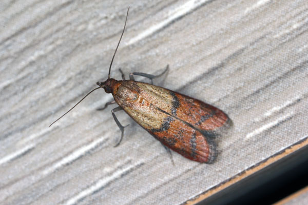Indian meal moths in Chicago IL and Indiana - Anderson Pest Solutions