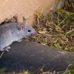 Fall rodents can be dangerous if they get inside your Chicago IL home - Anderson Pest Solutions