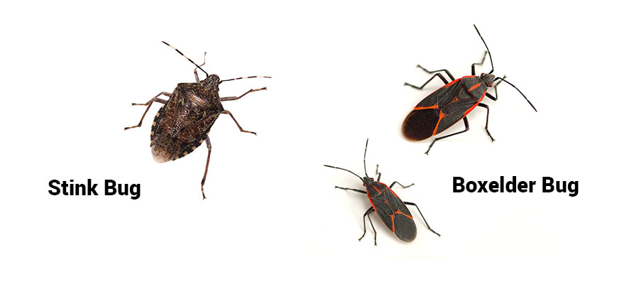 Boxelder bug and stink bug identification in Chicago IL - Anderson Pest Solutions
