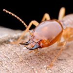 Termites can infest Chicago IL homes in the fall and winter - Anderson Pest Solutions